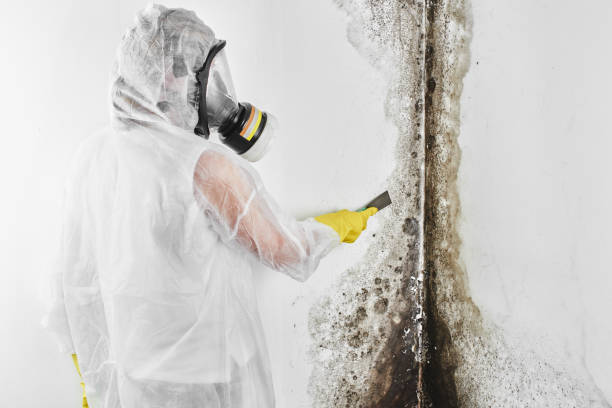 Best Mold Remediation  in Edneyville, NC