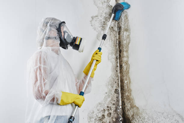 Best Office Mold Removal Services  in Edneyville, NC