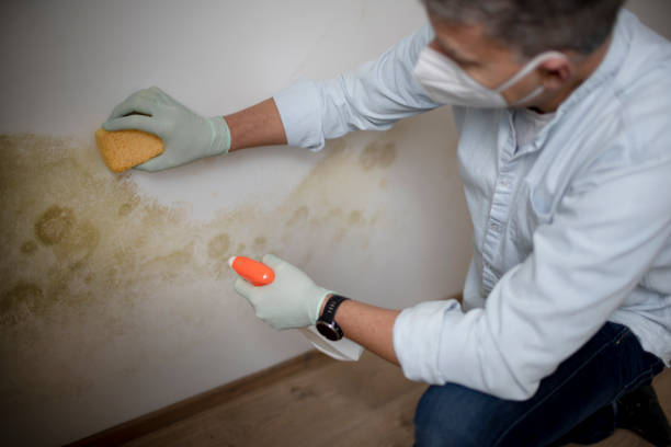 Best Fast Mold Removal  in Edneyville, NC