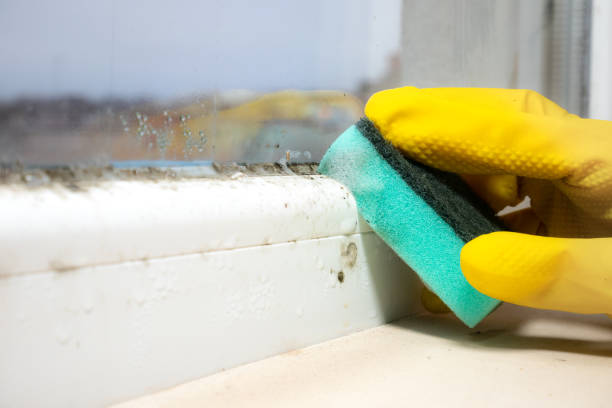 Best Mold Remediation Services  in Edneyville, NC