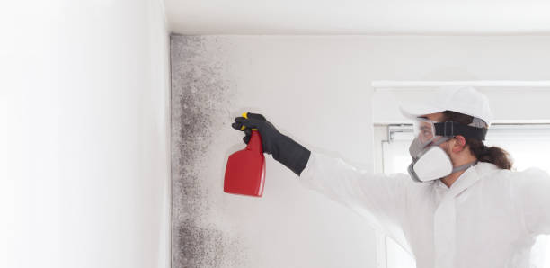 Office Mold Removal Services in Edneyville, NC