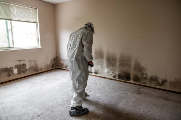 Best Certified Mold Removal  in Edneyville, NC