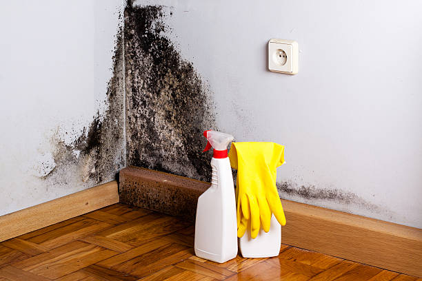 Best Mold Damage Repair  in Edneyville, NC